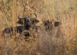 Nile Buffalo